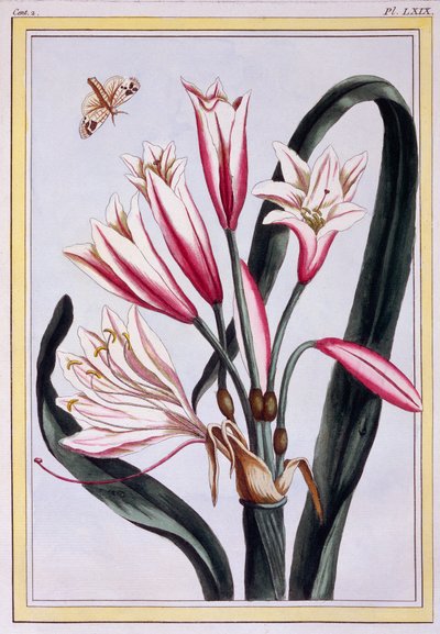 Amaryllis à longues feuilles, vers 1776 (gravure coloriée à la main) - Pierre Joseph Buchoz